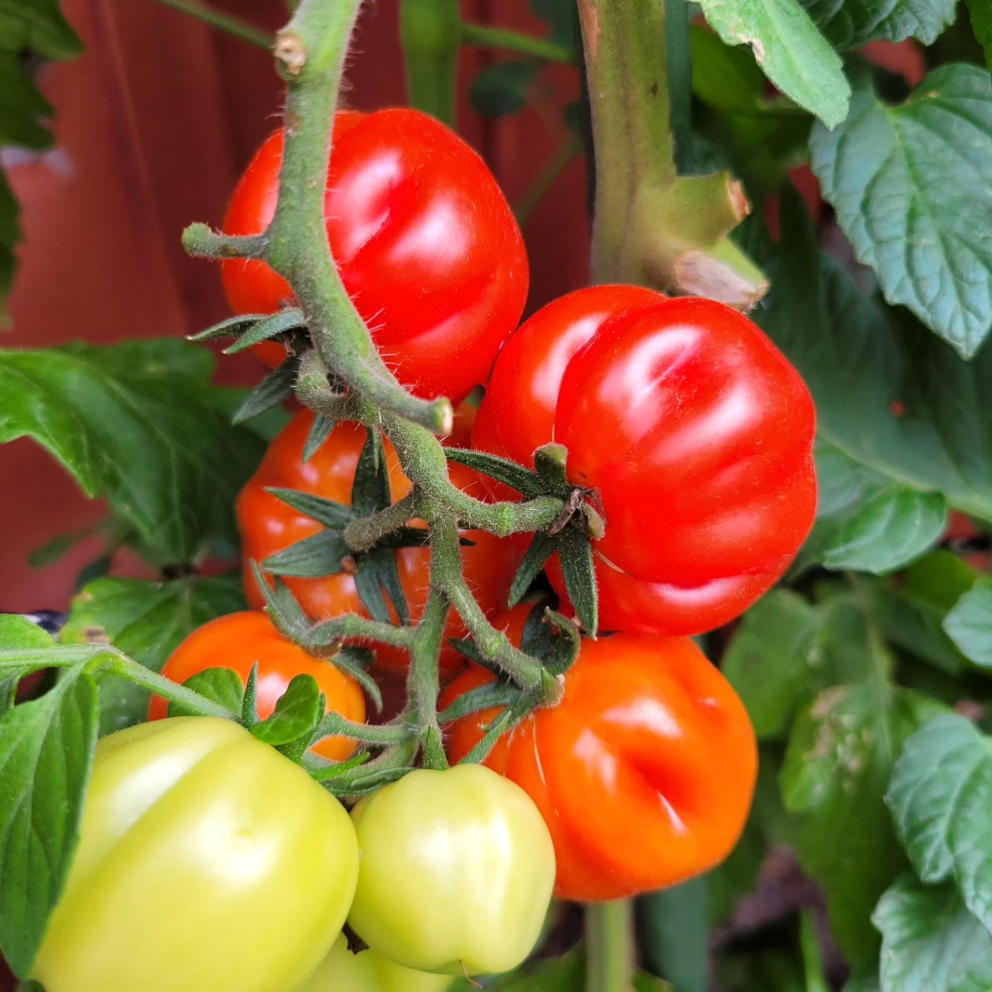 Tomaten Ballen Multiflora Trädgårdstrollet